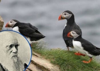 ¡La IA sacude la teoría de Darwin! Descubren que las aves no evolucionaron de forma tan gradual como se creía