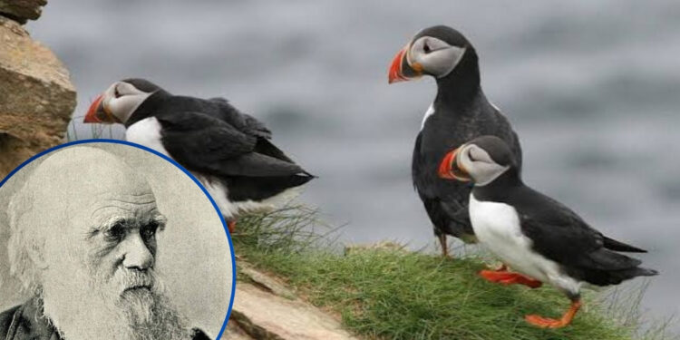 ¡La IA sacude la teoría de Darwin! Descubren que las aves no evolucionaron de forma tan gradual como se creía