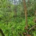 ¡Mientras los frijoles escasean! Aseguran plantación con 16 mil arbustos de coca en Atlántida