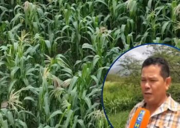 ¡Pese a inundaciones! Buenas cosechas esperan productores en zonas altas de Olancho