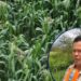 ¡Pese a inundaciones! Buenas cosechas esperan productores en zonas altas de Olancho