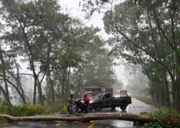 Caída de enorme árbol interrumpe temporalmente el tránsito en la carretera CA-13 en Santa Ana