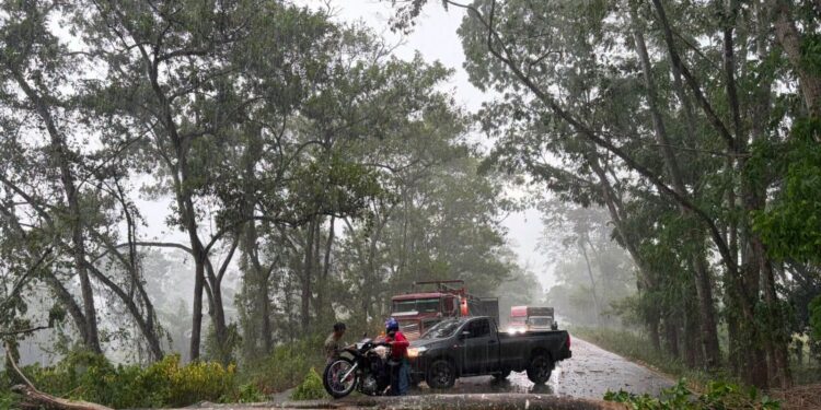 Caída de enorme árbol interrumpe temporalmente el tránsito en la carretera CA-13 en Santa Ana