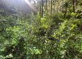 Aseguran miles de plantas de coca y marihuana en Atlántida y Colón