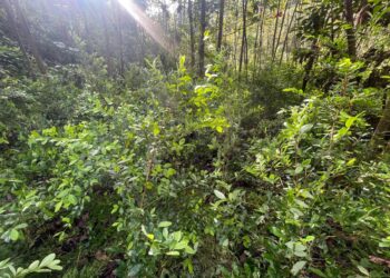 Aseguran miles de plantas de coca y marihuana en Atlántida y Colón