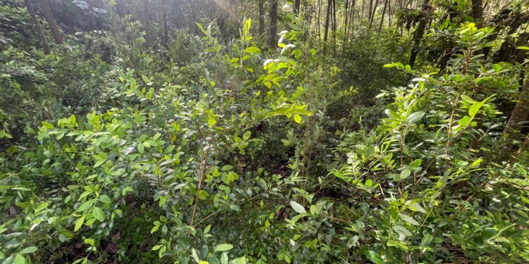 Aseguran miles de plantas de coca y marihuana en Atlántida y Colón