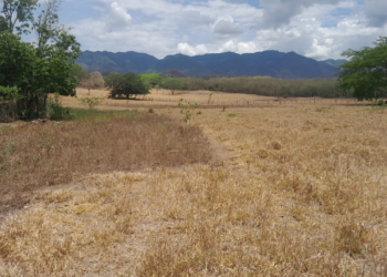 Honduras activa plan de emergencia más de 200 reses han muerto por la sequía