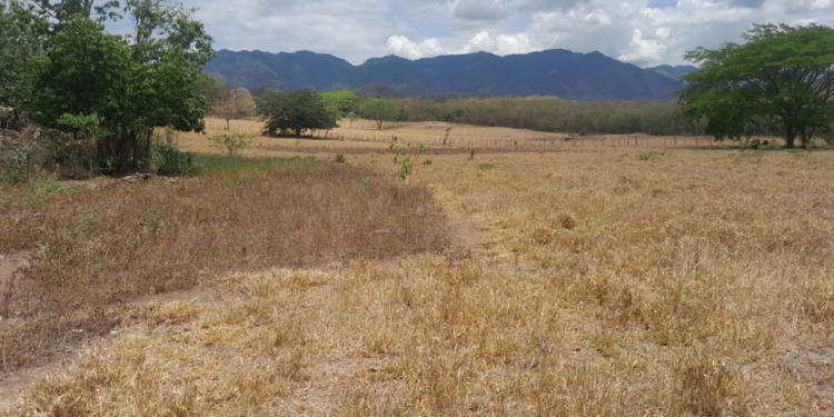 Honduras activa plan de emergencia más de 200 reses han muerto por la sequía
