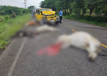 ¡Impacto brutal en Olancho! Vehículo choca contra cuatro reses que aparecieron de repente en plena carretera