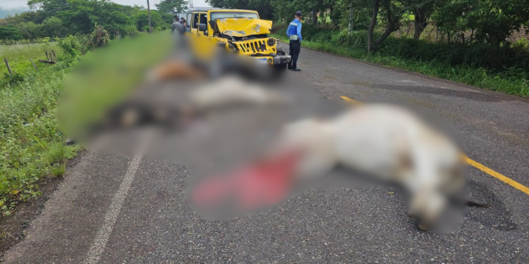 ¡Impacto brutal en Olancho! Vehículo choca contra cuatro reses que aparecieron de repente en plena carretera