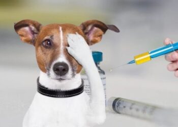 ¡Que no te salga caro el firuláis! Hondureños que no vacunen a sus mascotas pueden enfrentar multas