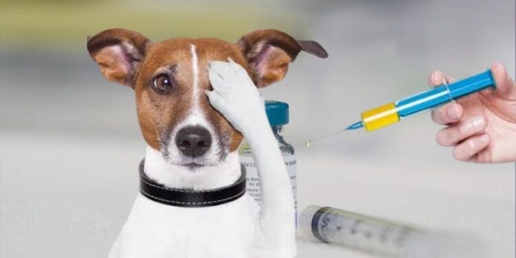 ¡Que no te salga caro el firuláis! Hondureños que no vacunen a sus mascotas pueden enfrentar multas