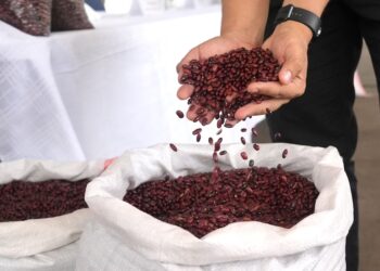 Honduras fortalece reservas de frijol y alista más producción ante posible desabastecimiento