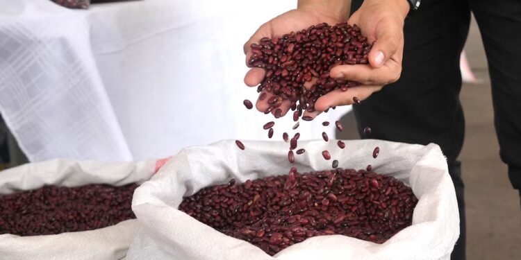 Honduras fortalece reservas de frijol y alista más producción ante posible desabastecimiento