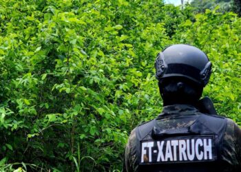 ¡No para la cosecha! Hallan 22 mil arbustos de coca en zona montañosa de Colón