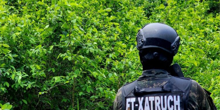 ¡No para la cosecha! Hallan 22 mil arbustos de coca en zona montañosa de Colón