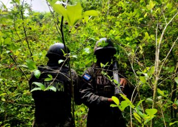 Localizan más de 16,500 arbustos de hoja de coca en Colón
