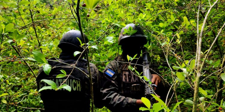 Localizan más de 16,500 arbustos de hoja de coca en Colón