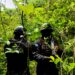 Localizan más de 16,500 arbustos de hoja de coca en Colón