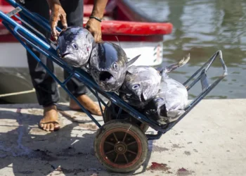 Pescadores y comerciantes, en la lucha por su sustento diario tras los terremotos en Venezuela