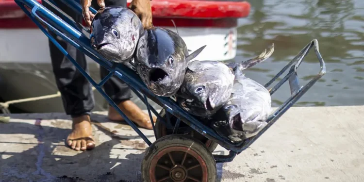 Pescadores y comerciantes, en la lucha por su sustento diario tras los terremotos en Venezuela