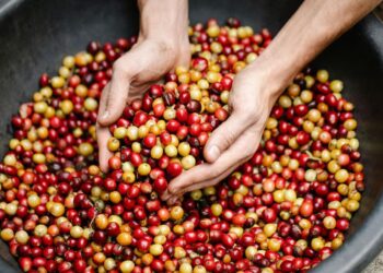 Honduras rompe récord de exportaciones de café y apunta a US$2,350 millones en divisas