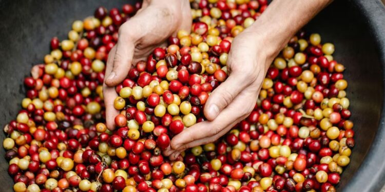Honduras rompe récord de exportaciones de café y apunta a US$2,350 millones en divisas