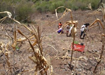 ONU destina unos 80 millones de dólares para apoyar a Honduras ante crisis por sequía