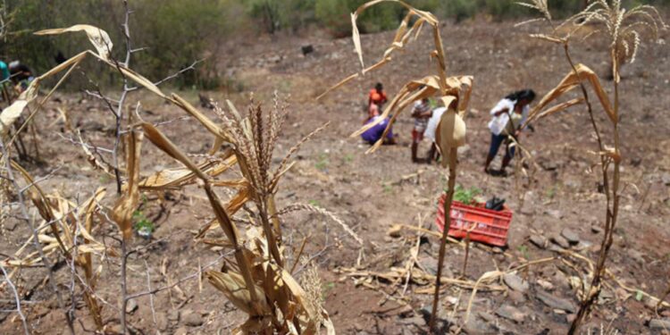 ONU destina unos 80 millones de dólares para apoyar a Honduras ante crisis por sequía