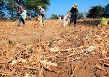 COPECO descarta por ahora una crisis alimentaria por la sequía, pero mantiene vigilancia en zonas afectadas