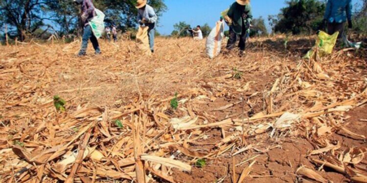 COPECO descarta por ahora una crisis alimentaria por la sequía, pero mantiene vigilancia en zonas afectadas