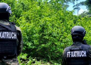 ¡Golpe al narcotráfico! Aseguran 22 mil arbustos de coca y un “picadero” en zona montañosa de Colón