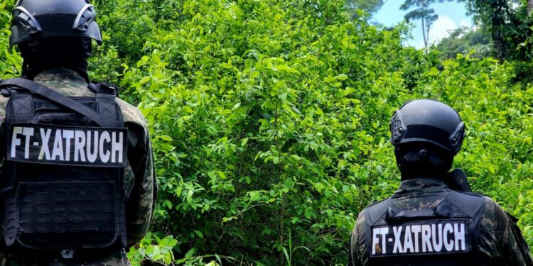 ¡Golpe al narcotráfico! Aseguran 22 mil arbustos de coca y un “picadero” en zona montañosa de Colón