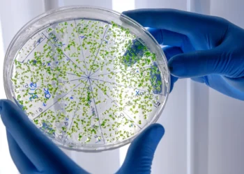Suben a siete las muertes por una bacteria carnívora