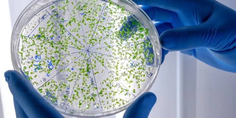 Suben a siete las muertes por una bacteria carnívora