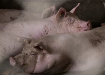 Hallan 400 cerdos muertos en una granja de Austria, con sospechas de canibalismo animal