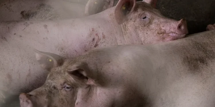Hallan 400 cerdos muertos en una granja de Austria, con sospechas de canibalismo animal