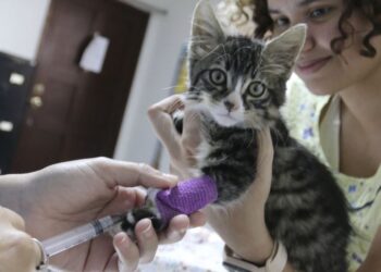 AMDC abre inscripciones para brigada veterinaria gratuita dirigida a gatos adultos