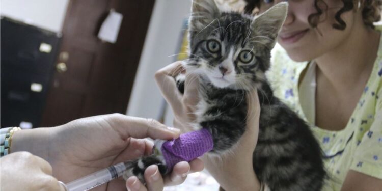 AMDC abre inscripciones para brigada veterinaria gratuita dirigida a gatos adultos