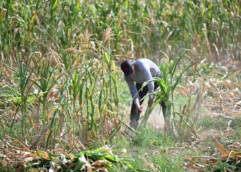 El lamento de los agricultores de El Salvador debido a las pérdidas por la sequía de El Niño