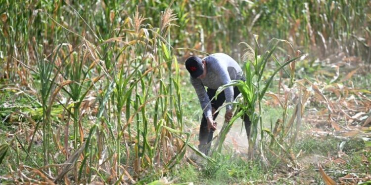 El lamento de los agricultores de El Salvador debido a las pérdidas por la sequía de El Niño