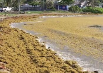 Sargazo comenzó a llegar a las costas de Islas de la Bahía
