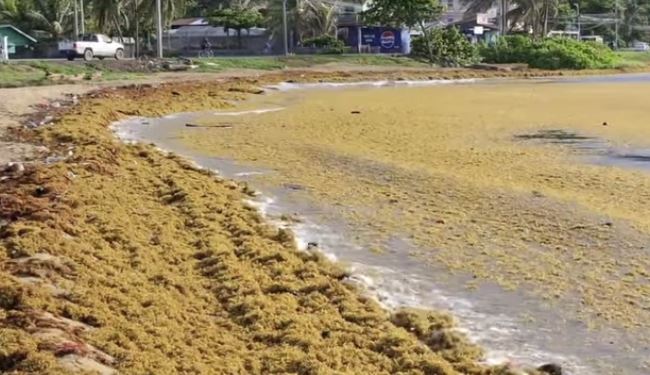 Sargazo comenzó a llegar a las costas de Islas de la Bahía