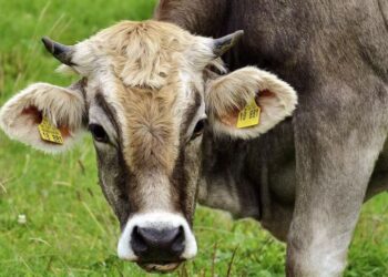 La Unión Europea suspende la importación de carne y otros productos animales procedentes de Brasil por razones sanitarias