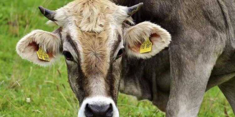 La Unión Europea suspende la importación de carne y otros productos animales procedentes de Brasil por razones sanitarias