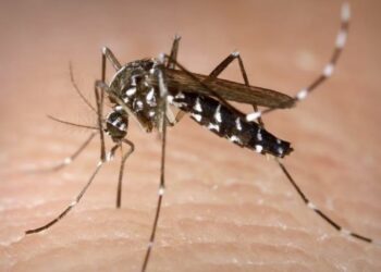 La OPS reporta un aumento de casos de dengue en Costa Rica, Honduras y El Salvador