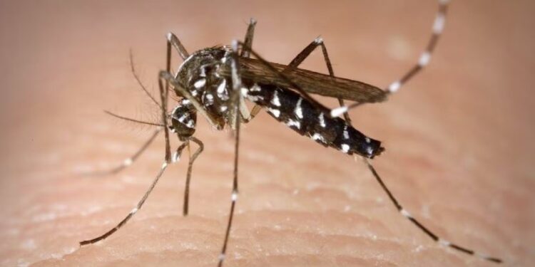 La OPS reporta un aumento de casos de dengue en Costa Rica, Honduras y El Salvador