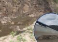¡Agoniza el río Guacerique! El principal afluente de la represa Los Laureles permanece como un “charco”