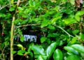 ¡Ahí no hay sequía! Aseguran 31,500 arbustos de coca en tres plantaciones de Colón
