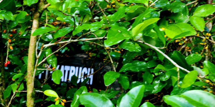 ¡Ahí no hay sequía! Aseguran 31,500 arbustos de coca en tres plantaciones de Colón